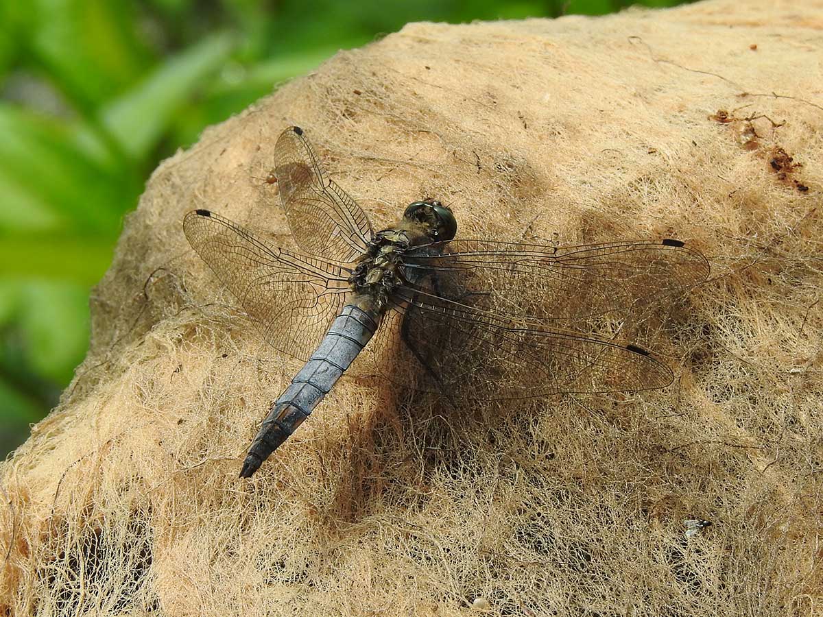 Orthetrum_cancellatum